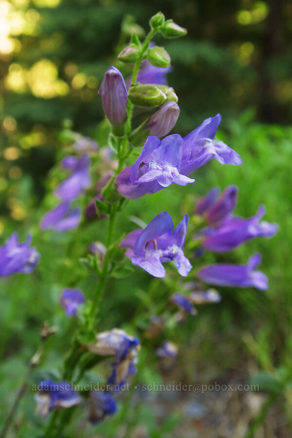 shrubby penstemon (Penstemon fruticosus) [Gold Lake Trail, Willamette National Forest, Lane County, Oregon]