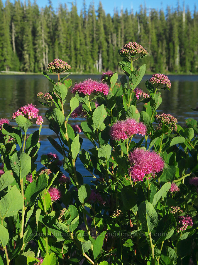 subalpine spirea (Spiraea splendens (Spiraea densiflora)) [Shadow Bay, Willamette National Forest, Lane County, Oregon]