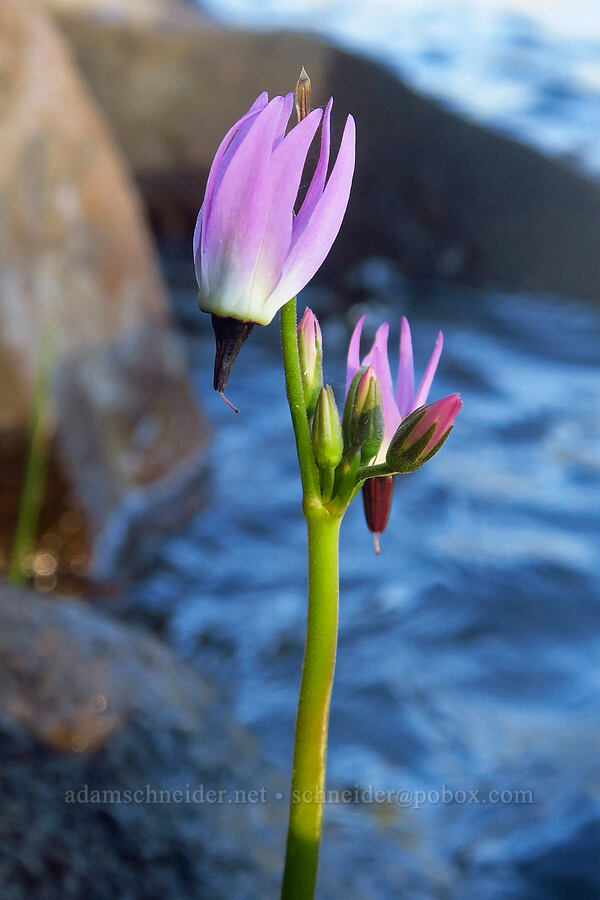 tall mountain shooting-star (Dodecatheon jeffreyi (Primula jeffreyi)) [Shadow Bay, Willamette National Forest, Lane County, Oregon]