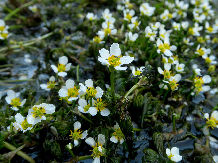 white water buttercups (Ranunculus aquatilis var. diffusus (Ranunculus trichophyllus) (Batrachium aquatile)) [McCredie Hot Springs, Lane County, Oregon]