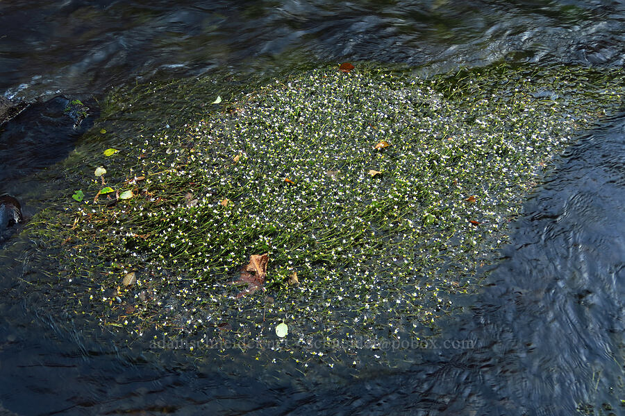 white water buttercups (Ranunculus aquatilis var. diffusus (Ranunculus trichophyllus) (Batrachium aquatile)) [McCredie Hot Springs, Lane County, Oregon]