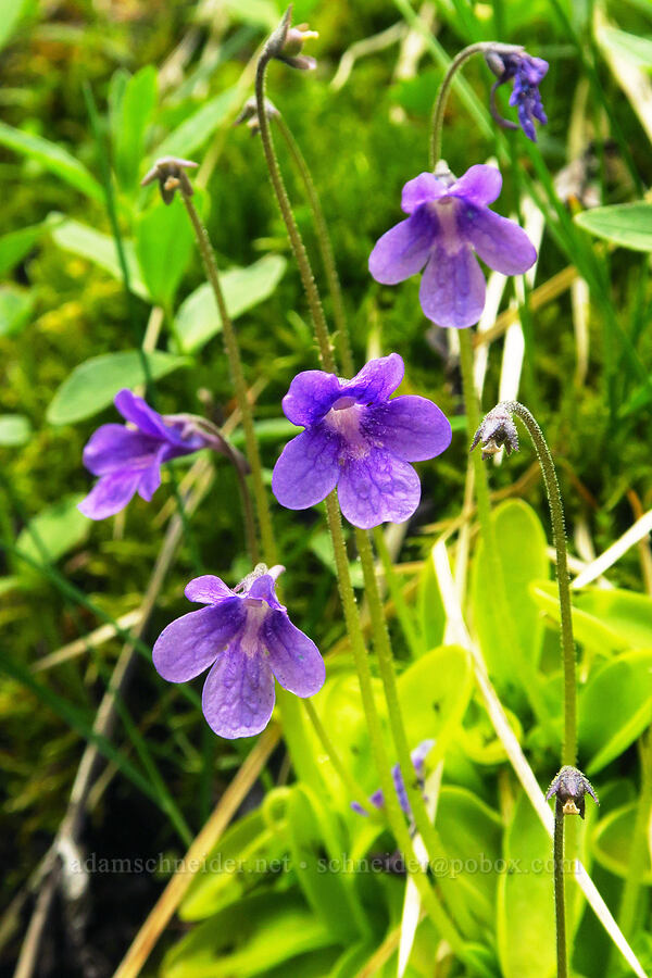 butterwort (Pinguicula macroceras (Pinguicula vulgaris ssp. macroceras)) [Switchback Trailhead, Olympic National Park, Clallam County, Washington]