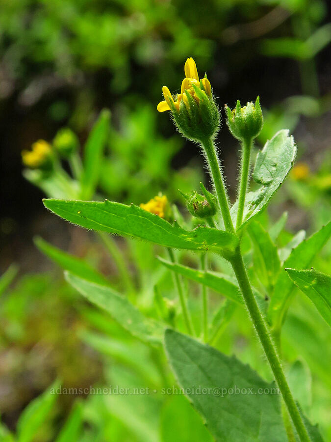 streambank arnica, budding (Arnica lanceolata ssp. prima (Arnica amplexicaulis)) [Switchback Trailhead, Olympic National Park, Clallam County, Washington]