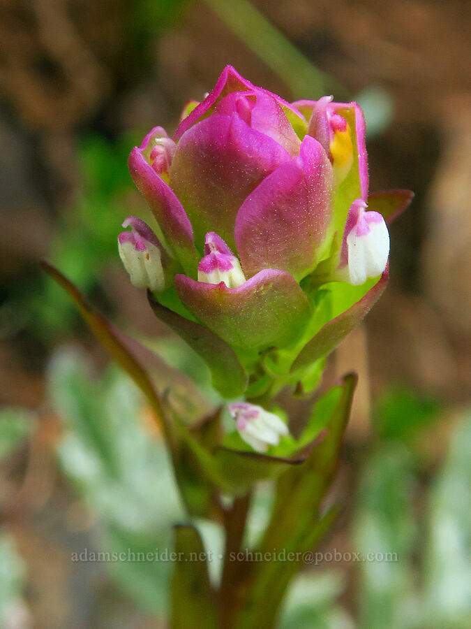 mountain owl's-clover (Orthocarpus imbricatus) [Switchback Trail, Olympic National Park, Clallam County, Washington]
