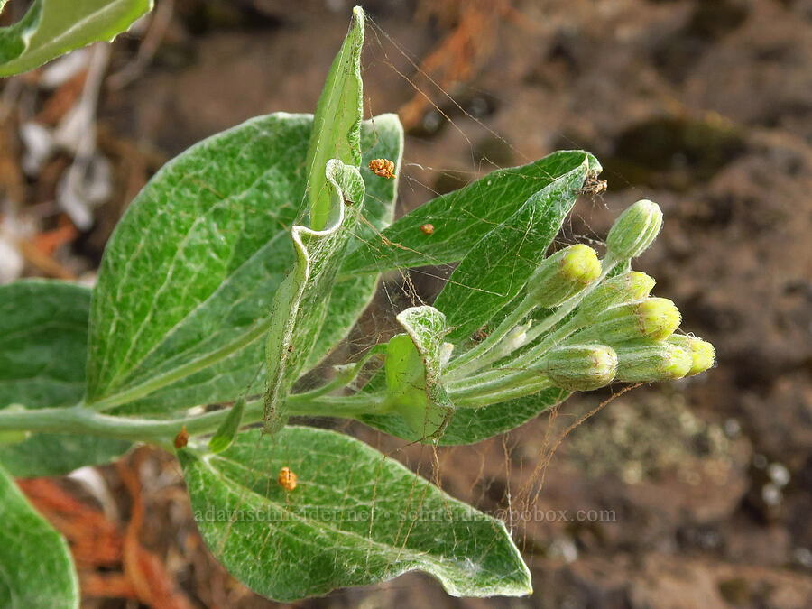 silver-back luina (Luina hypoleuca) [Hurricane Ridge-Klahhane Ridge Trail, Olympic National Park, Clallam County, Washington]