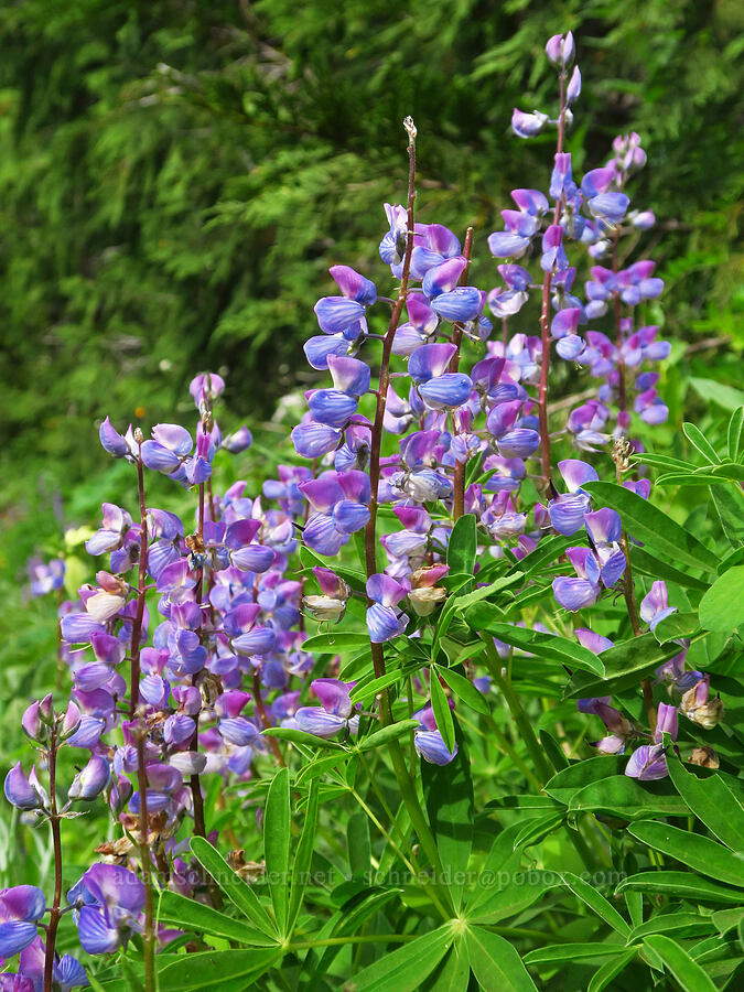 broad-leaf lupine (Lupinus latifolius) [Hurricane Ridge-Klahhane Ridge Trail, Olympic National Park, Clallam County, Washington]