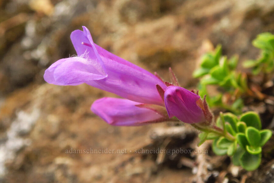 Davidson's penstemon (Penstemon davidsonii) [Hurricane Ridge-Klahhane Ridge Trail, Olympic National Park, Clallam County, Washington]