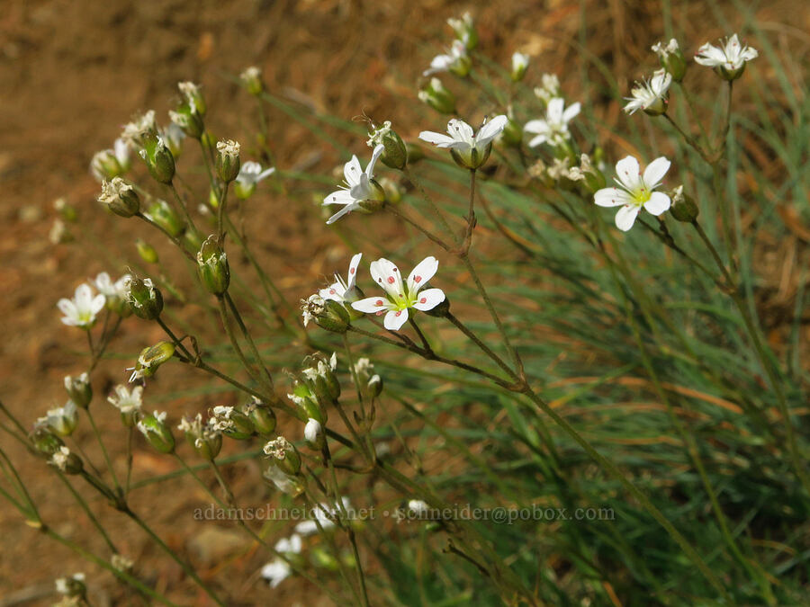 slender mountain sandwort (Eremogone capillaris (Arenaria capillaris)) [Hurricane Ridge-Klahhane Ridge Trail, Olympic National Park, Clallam County, Washington]