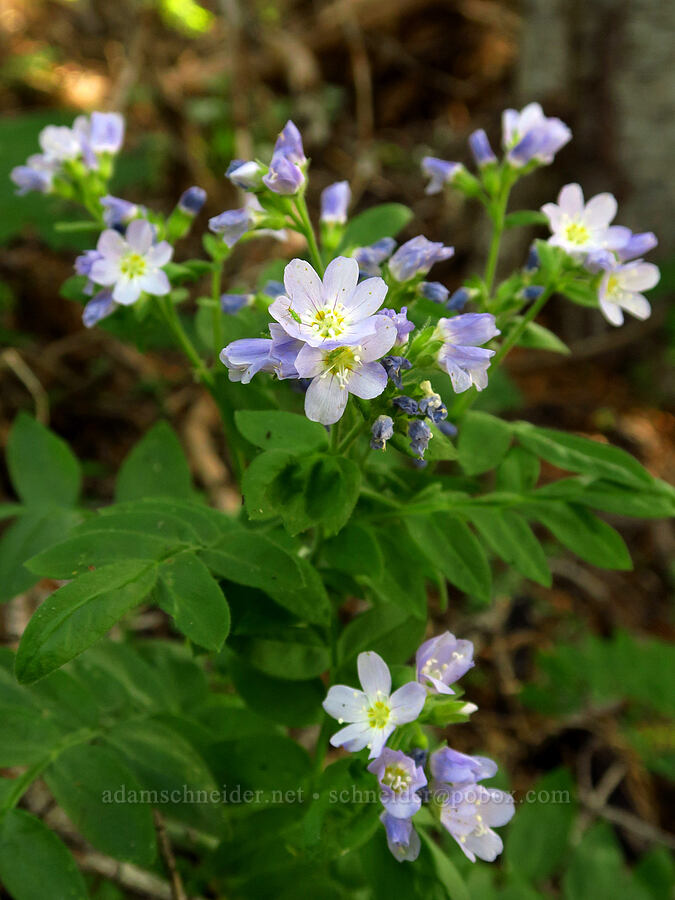 California Jacob's-ladder (Polemonium californicum) [Mount Angeles summit trail, Olympic National Park, Clallam County, Washington]