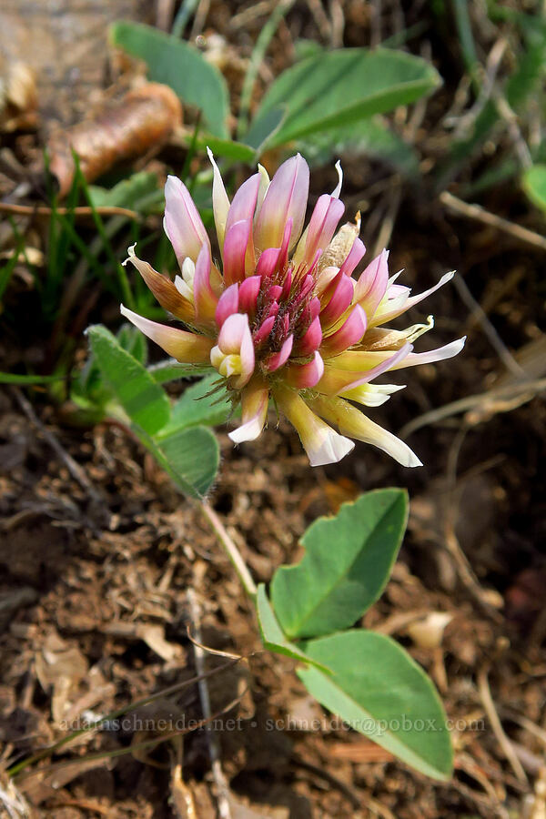 long-stalk clover (Trifolium longipes ssp. caurinum (Trifolium longipes ssp. multiovulatum)) [Mount Angeles summit trail, Olympic National Park, Clallam County, Washington]