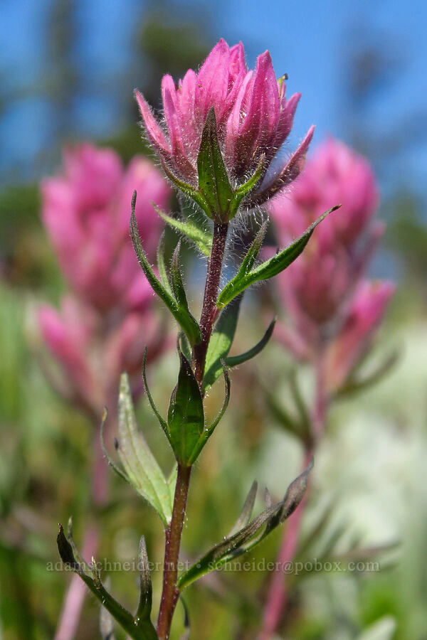 Olympic paintbrush (Castilleja parviflora var. olympica) [Mount Angeles summit trail, Olympic National Park, Clallam County, Washington]