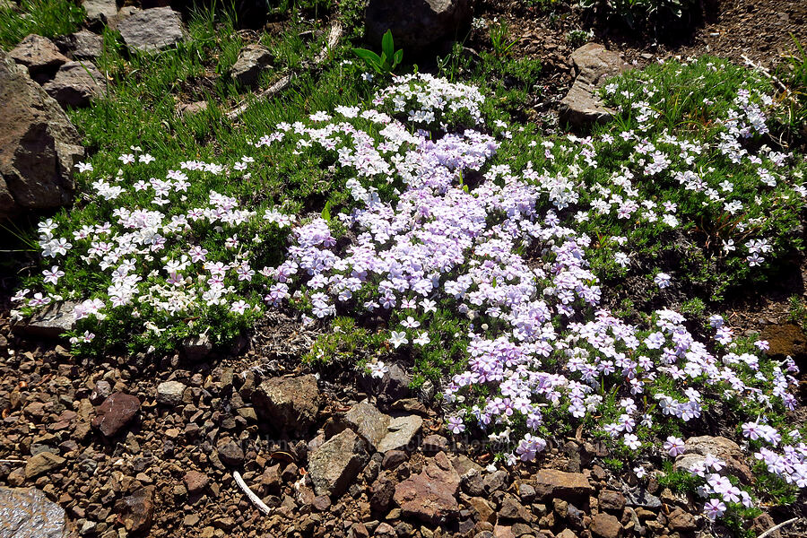 spreading phlox (Phlox diffusa) [Mount Angeles summit trail, Olympic National Park, Clallam County, Washington]