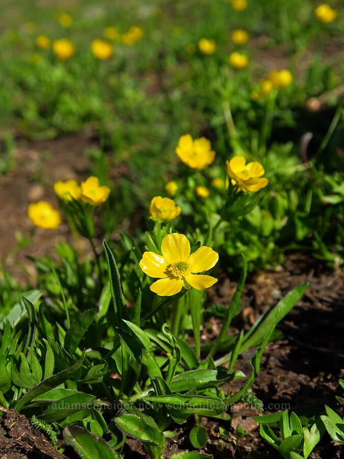 snow buttercups (Ranunculus eschscholtzii) [Mount Angeles summit trail, Olympic National Park, Clallam County, Washington]