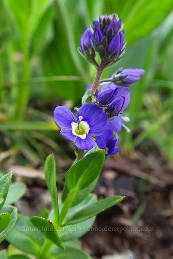 Cusick's speedwell (Veronica cusickii) [Mount Angeles, Olympic National Park, Clallam County, Washington]