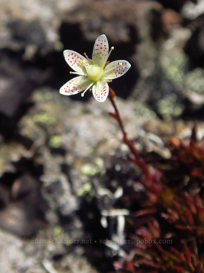 spotted saxifrage (Saxifraga bronchialis ssp. austromontana (Saxifraga austromontana)) [Mount Angeles, Olympic National Park, Clallam County, Washington]