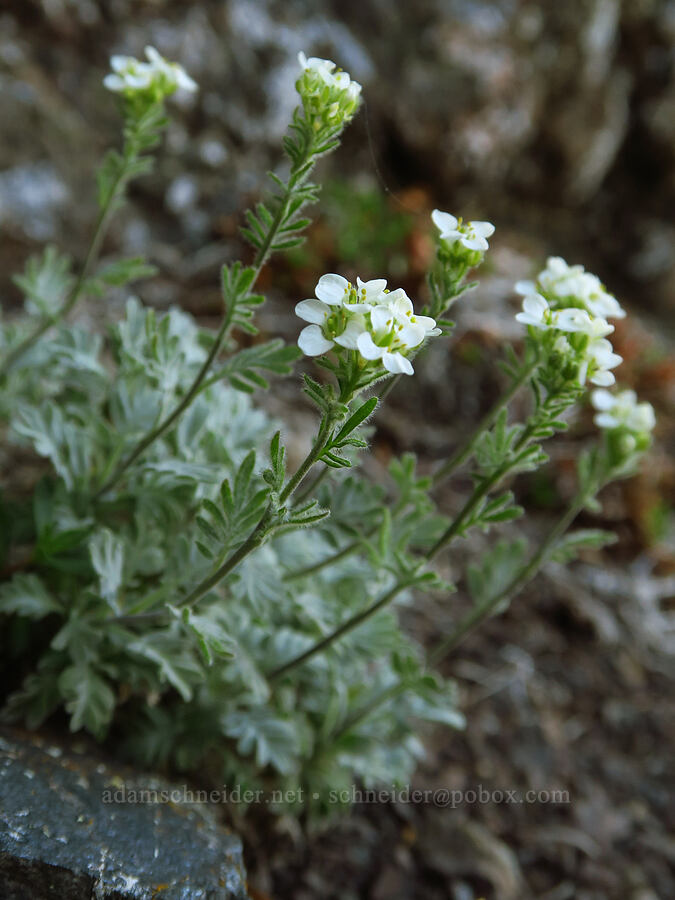 alpine smelowskia (Smelowskia americana (Smelowskia calycina var. americana)) [Mount Angeles, Olympic National Park, Clallam County, Washington]
