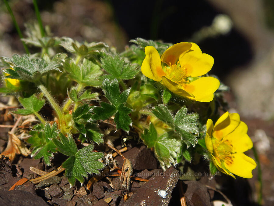 hairy cinquefoil (Potentilla villosa) [Mount Angeles, Olympic National Park, Clallam County, Washington]