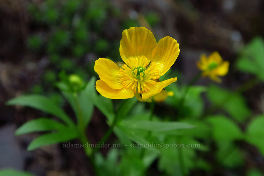 snow buttercup (Ranunculus eschscholtzii) [Mount Angeles, Olympic National Park, Clallam County, Washington]