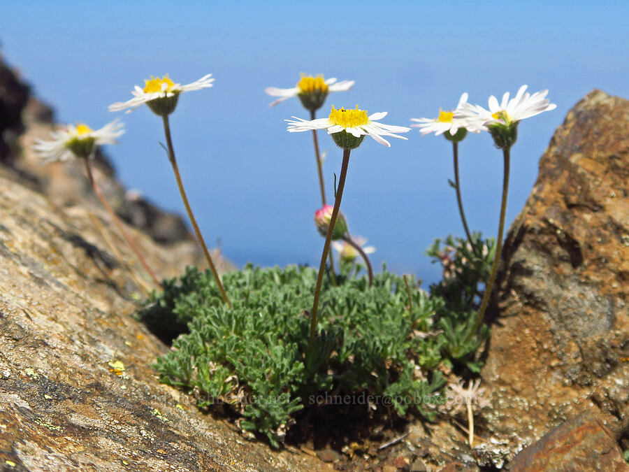 cut-leaf fleabane (Erigeron compositus) [Mount Angeles, Olympic National Park, Clallam County, Washington]