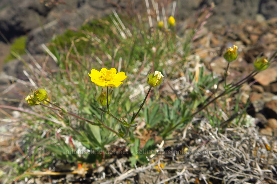 blue-leaf cinquefoil (Potentilla glaucophylla (Potentilla diversifolia var. glaucophylla)) [Mount Angeles, Olympic National Park, Clallam County, Washington]