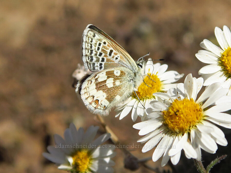 arctic blue butterfly on cut-leaf fleabane (Plebejus glandon (Agriades glandon), Erigeron compositus) [Mount Angeles, Olympic National Park, Clallam County, Washington]