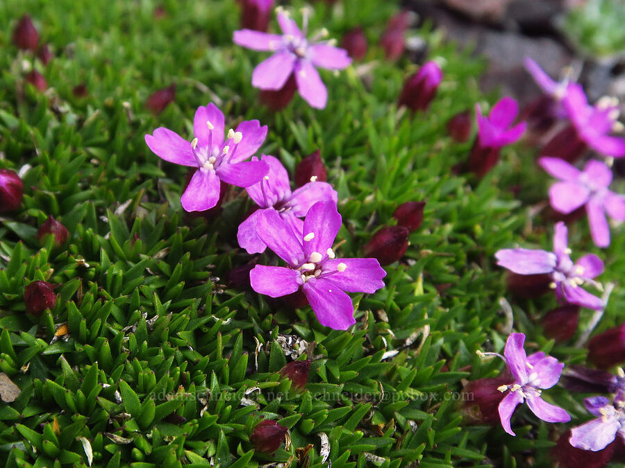 moss campion (Silene acaulis) [Mount Angeles, Olympic National Park, Clallam County, Washington]