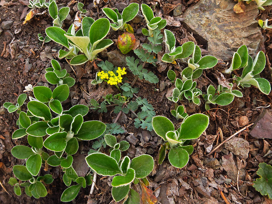 Cascade desert parsley (and pussy-toes leaves) (Lomatium martindalei, Antennaria racemosa) [Mount Angeles, Olympic National Park, Clallam County, Washington]