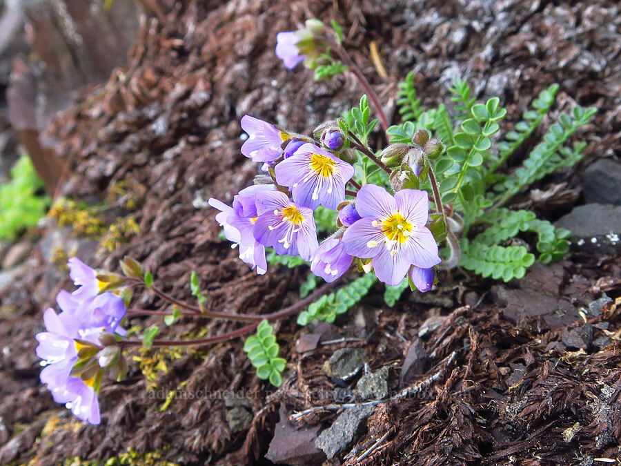 showy Jacob's-ladder (Polemonium pulcherrimum ssp. pulcherrimum) [Mount Angeles, Olympic National Park, Clallam County, Washington]