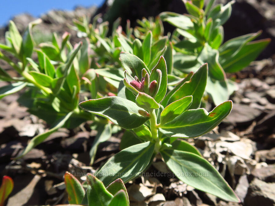 broad-leaf fireweed, budding (Chamerion latifolium (Chamaenerion latifolium) (Epilobium latifolium)) [Mount Angeles, Olympic National Park, Clallam County, Washington]