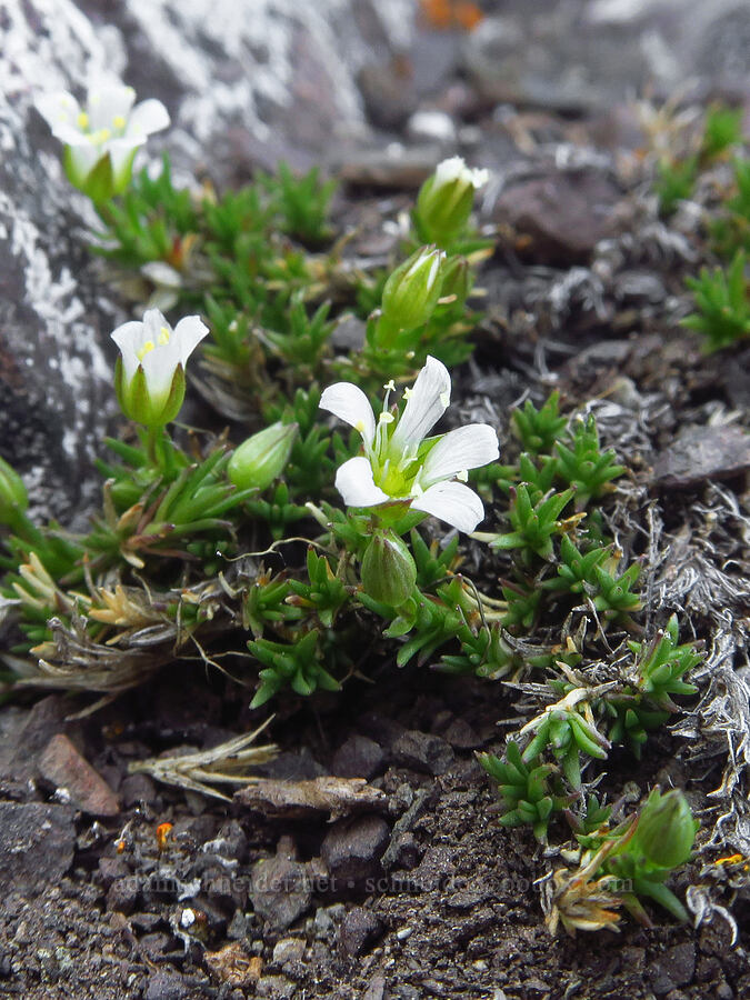 Olympic sandwort (Sabulina basaltica) [Mount Angeles, Olympic National Park, Clallam County, Washington]