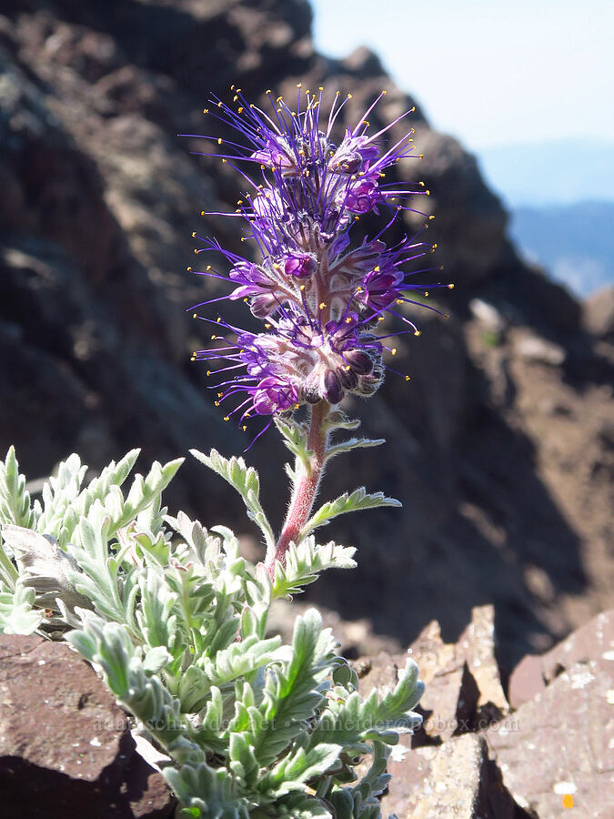 silky phacelia (Phacelia sericea) [Mount Angeles, Olympic National Park, Clallam County, Washington]