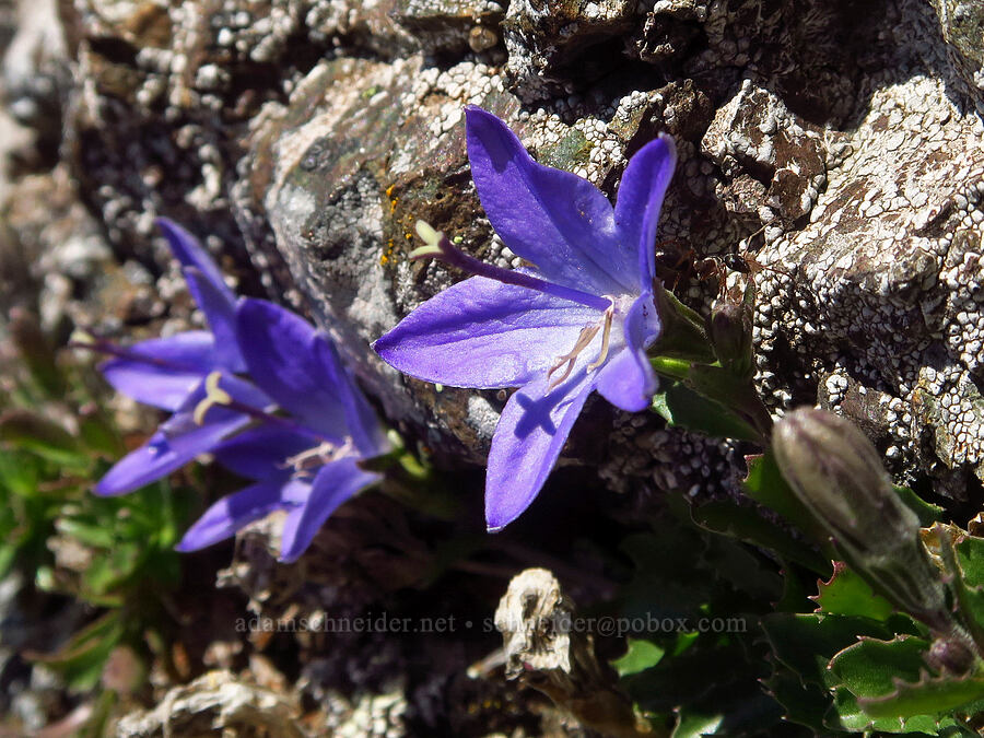 Olympic bellflower/harebell (Campanula piperi) [Mount Angeles, Olympic National Park, Clallam County, Washington]