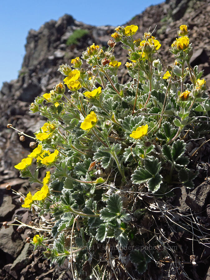 hairy cinquefoil (Potentilla villosa) [Mount Angeles, Olympic National Park, Clallam County, Washington]