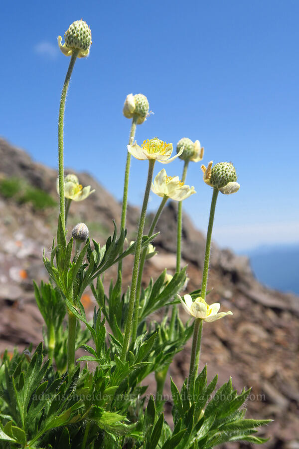 cut-leaf anemone (Anemone multifida) [Mount Angeles, Olympic National Park, Clallam County, Washington]