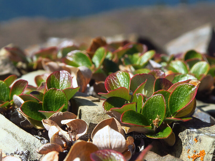 snow willow leaves (Salix nivalis) [Mount Angeles, Olympic National Park, Clallam County, Washington]