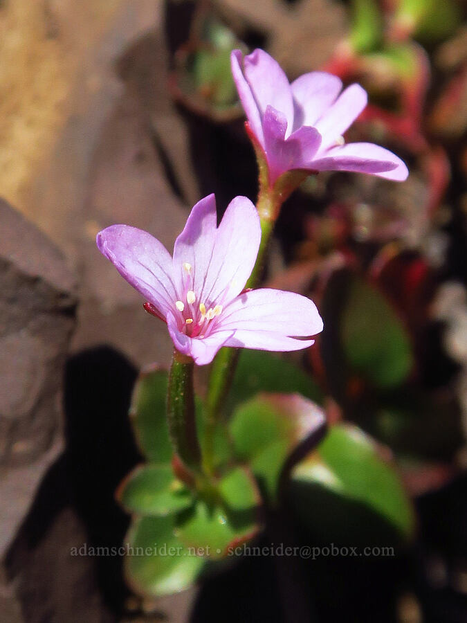 talus willow-herb (Epilobium clavatum) [Mount Angeles, Olympic National Park, Clallam County, Washington]