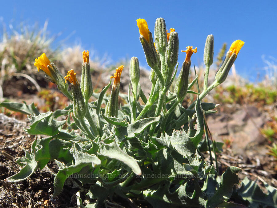 western hawksbeard (Crepis occidentalis ssp. pumila) [Switchback Trail, Olympic National Park, Clallam County, Washington]