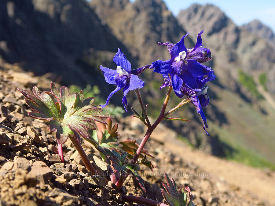 Olympic larkspur (Delphinium glareosum) [Heather Park Trail, Olympic National Park, Clallam County, Washington]