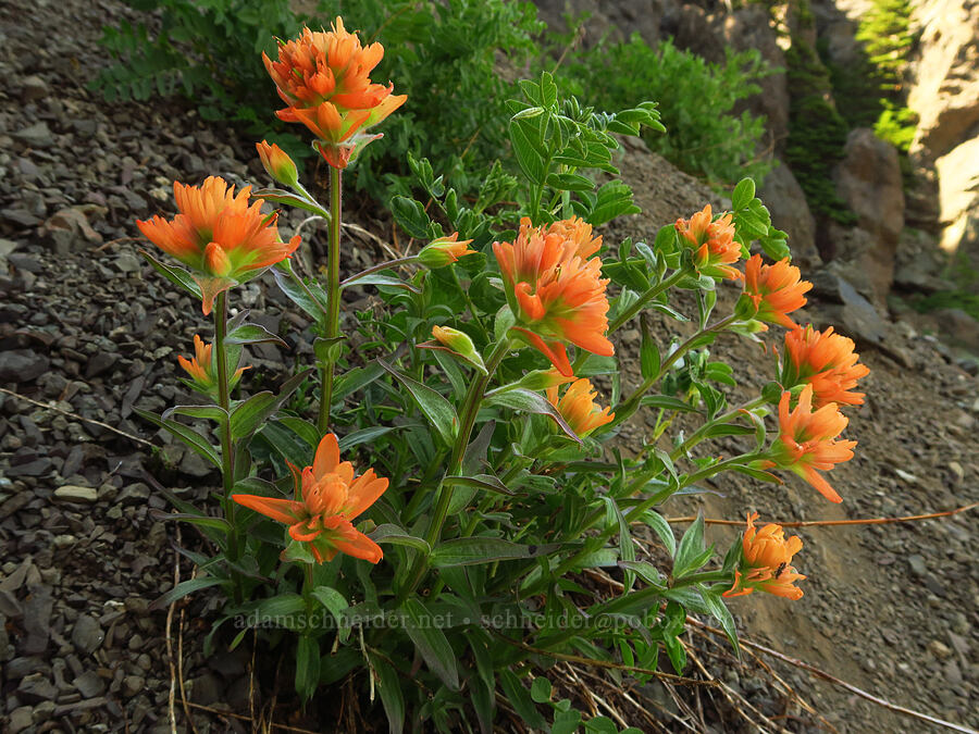 scarlet paintbrush (Castilleja miniata) [Heather Park Trail, Olympic National Park, Clallam County, Washington]