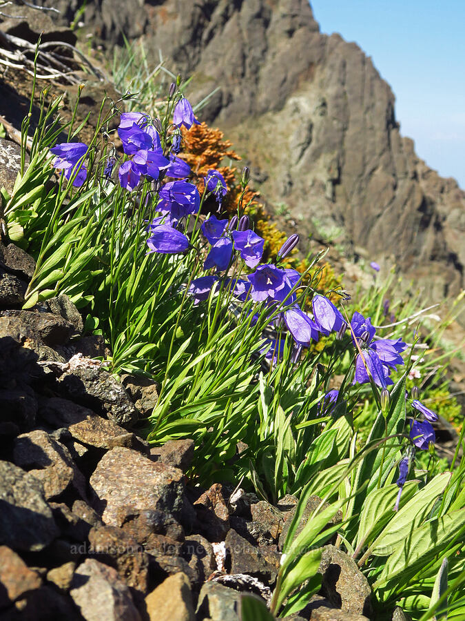 harebells (Campanula petiolata (Campanula rotundifolia)) [Heather Park Trail, Olympic National Park, Clallam County, Washington]