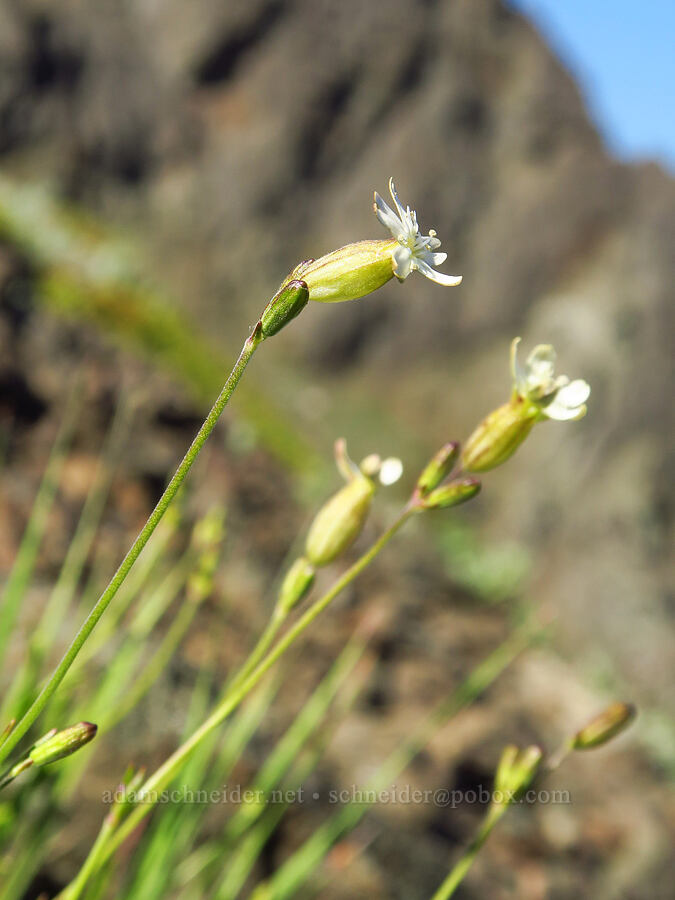 Douglas' catchfly (Silene douglasii) [Heather Park Trail, Olympic National Park, Clallam County, Washington]
