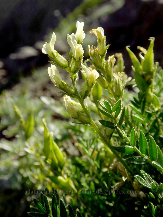 sticky locoweed (Oxytropis borealis var. viscida) [Heather Park Trail, Olympic National Park, Clallam County, Washington]