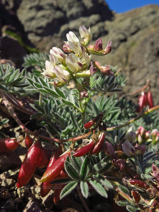 Cotton's milk-vetch (Astragalus cottonii (Astragalus australis var. cottonii)) [Heather Park Trail, Olympic National Park, Clallam County, Washington]