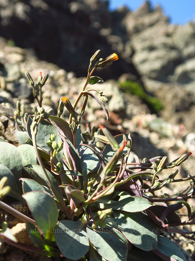 dwarf alpine hawksbeard (Askellia pygmaea (Crepis nana)) [Heather Park Trail, Olympic National Park, Clallam County, Washington]