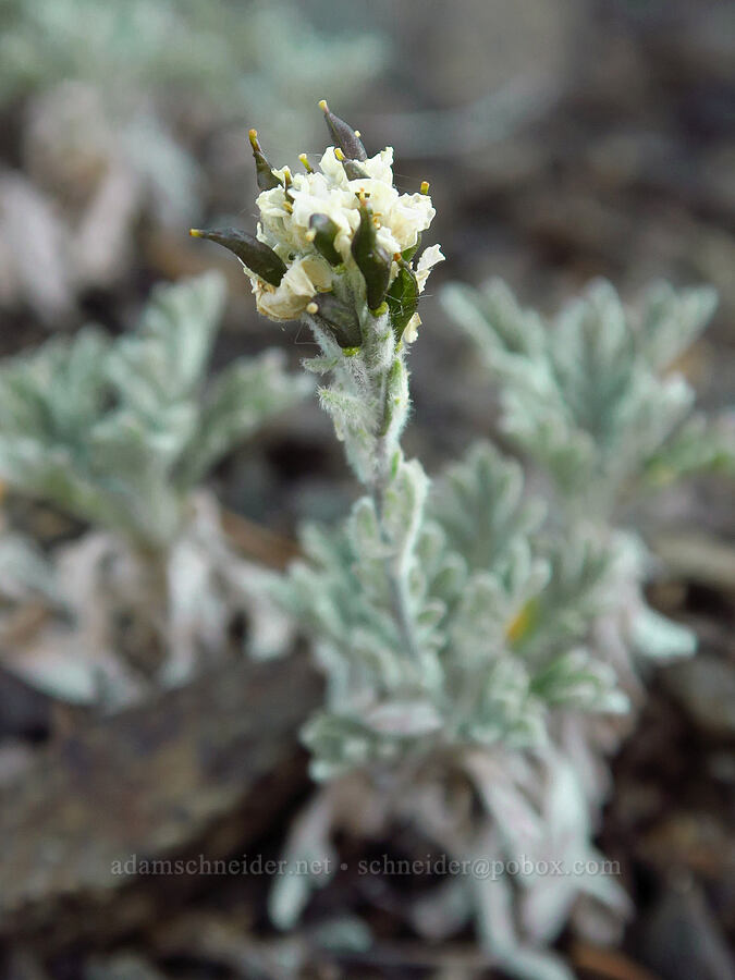 alpine smelowskia, going to seed (Smelowskia americana (Smelowskia calycina var. americana)) [Heather Park Trail, Olympic National Park, Clallam County, Washington]