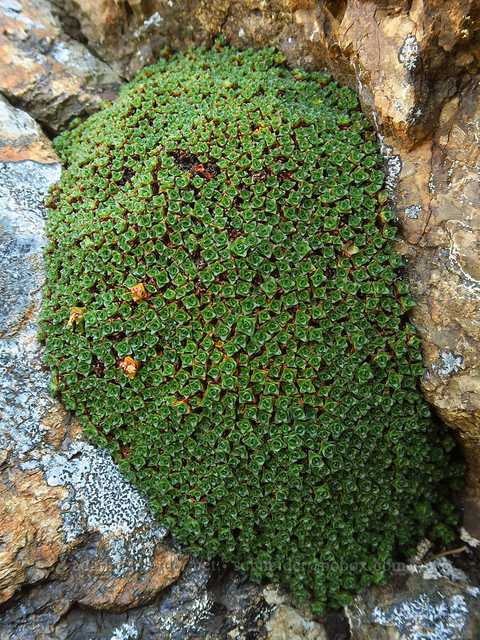 purple saxifrage leaves (Saxifraga oppositifolia) [Heather Park Trail, Olympic National Park, Clallam County, Washington]