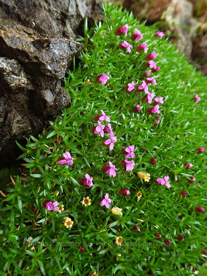 moss campion (Silene acaulis) [Heather Park Trail, Olympic National Park, Clallam County, Washington]