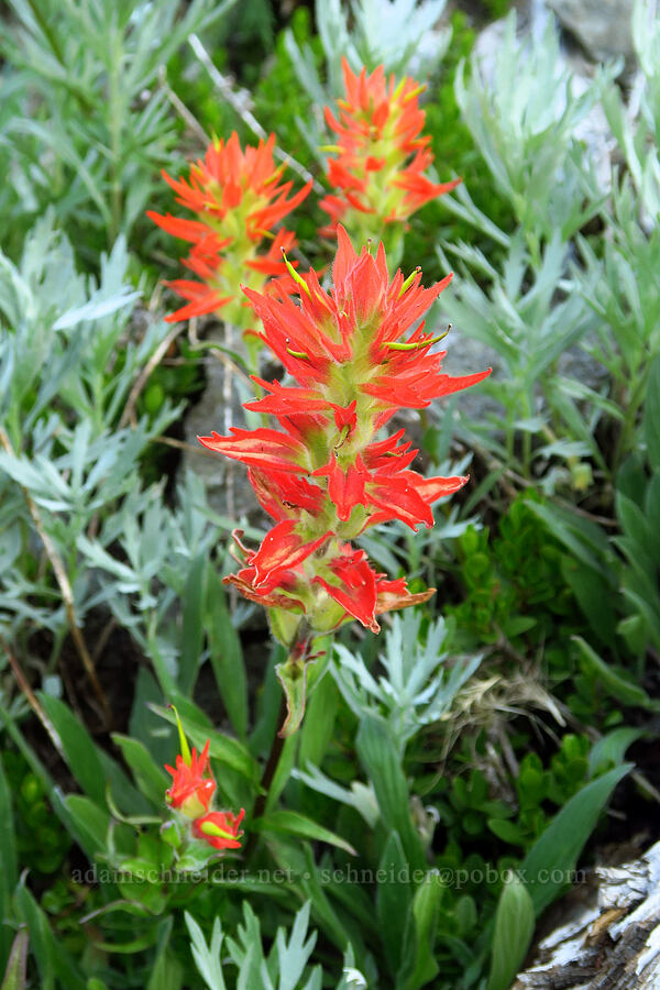 scarlet paintbrush & sagewort leaves (Castilleja miniata, Artemisia ludoviciana) [Heather Park Trail, Olympic National Park, Clallam County, Washington]
