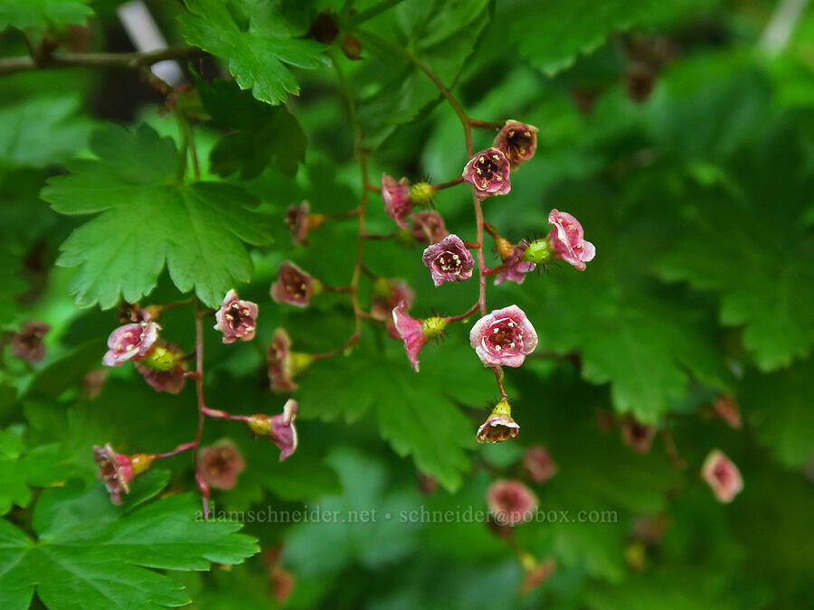 prickly currant (Ribes lacustre) [Heather Park Trail, Olympic National Park, Clallam County, Washington]