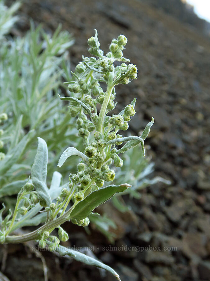 gray sagewort (Artemisia ludoviciana) [Heather Park Trail, Olympic National Park, Clallam County, Washington]